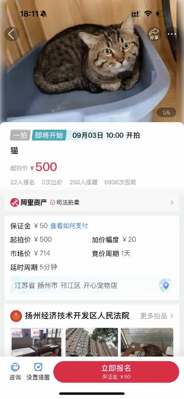 配资的好处 “三岁坐了两年牢”！可爱狸花猫被司法拍卖，帮主人还395万元债？最新进展来了